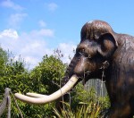 L'ivoire, ou la préhistoire au bout de votre mangue.